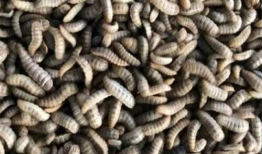 黑水虻养殖技术视频